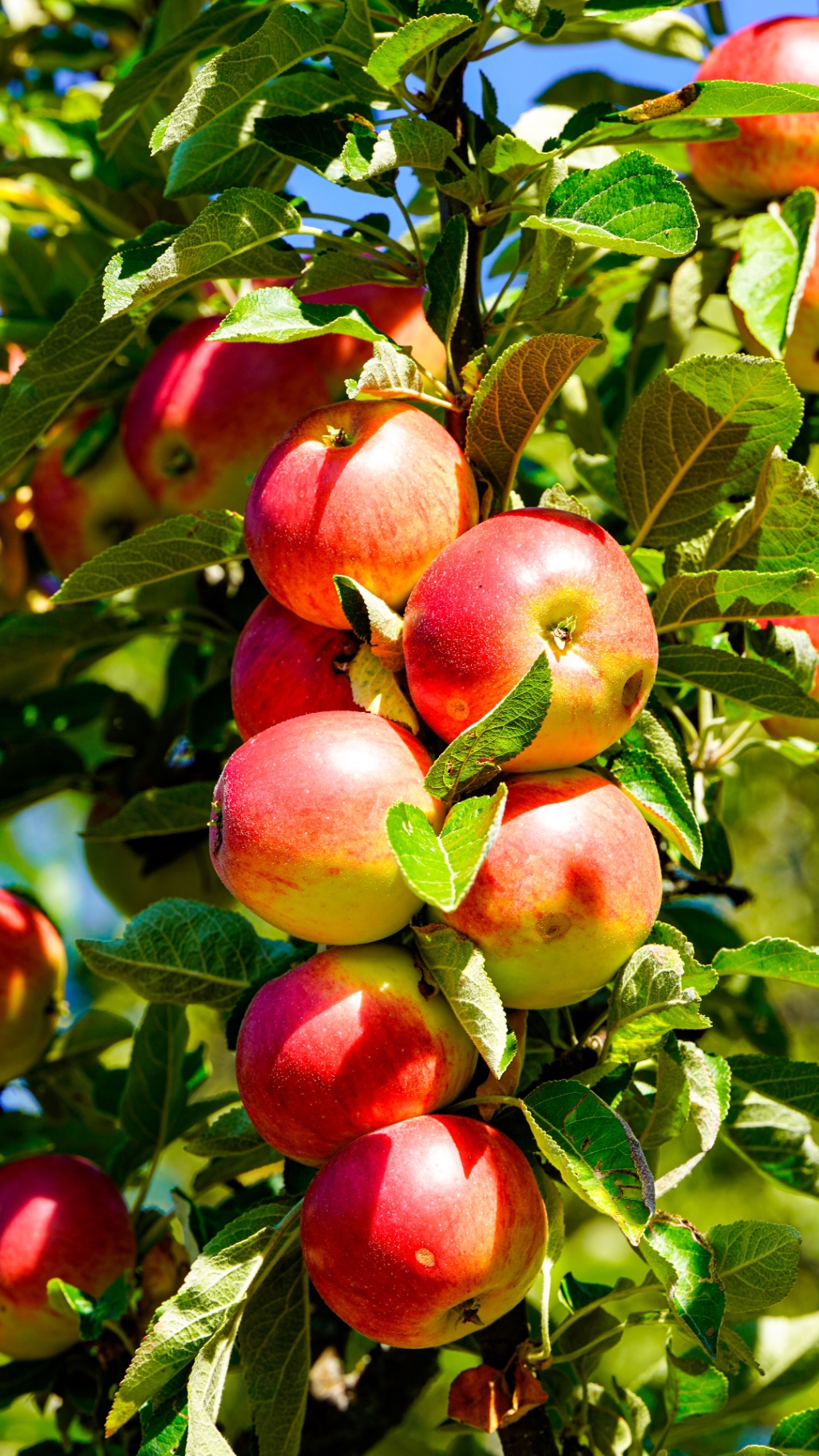 Ripe red apples growing on a sunny branch